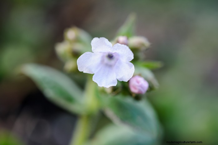 Growing Lungwort: A Comprehensive Guide to Shade-Loving Plants