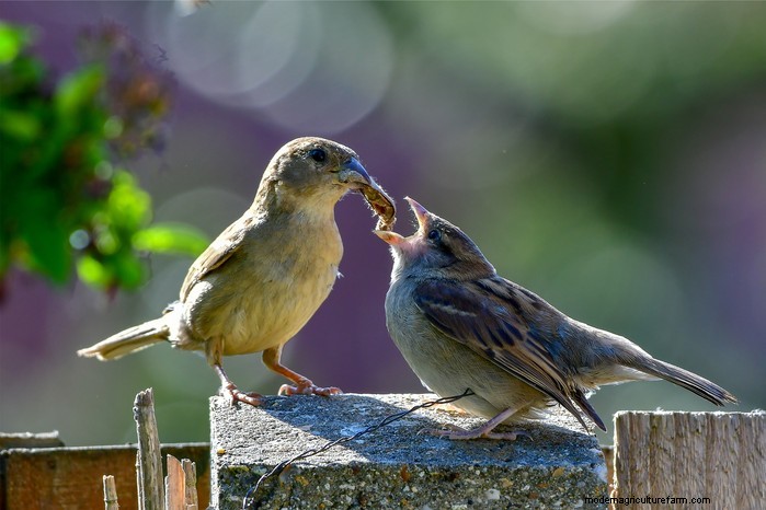 Big Garden Birdwatch 2026: Common Birds & How to Participate