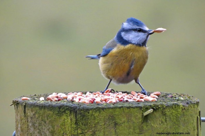 Big Garden Birdwatch 2026: Common Birds & How to Participate