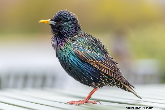 Big Garden Birdwatch 2026: Common Birds & How to Participate