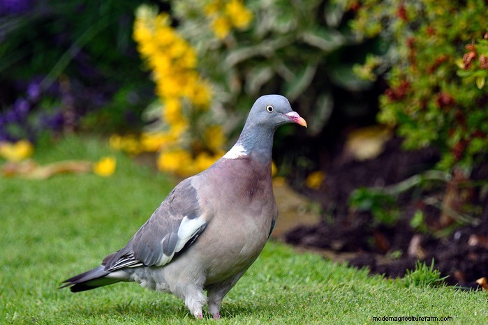 Big Garden Birdwatch 2026: Common Birds & How to Participate
