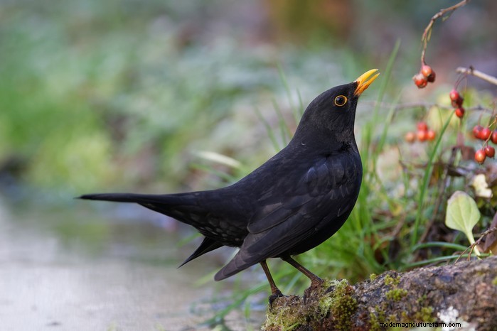 Big Garden Birdwatch 2026: Common Birds & How to Participate