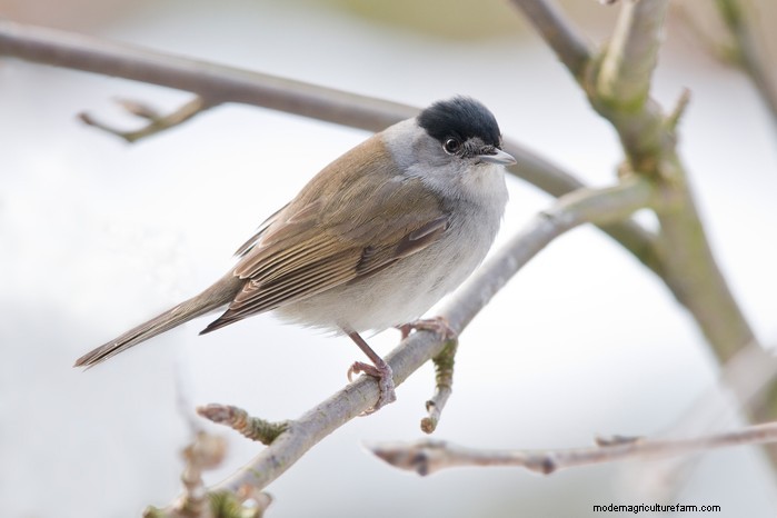 Big Garden Birdwatch 2026: Common Birds & How to Participate
