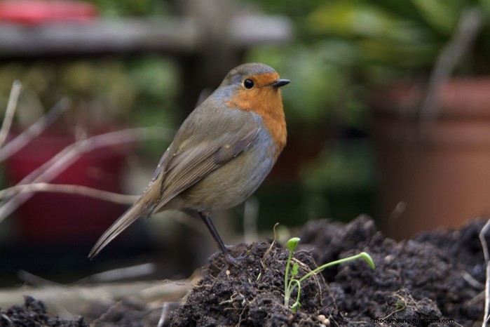 Big Garden Birdwatch 2026: Common Birds & How to Participate