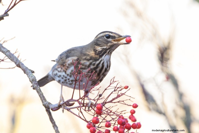 Big Garden Birdwatch 2026: Common Birds & How to Participate