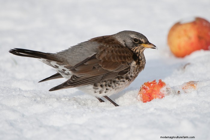 Big Garden Birdwatch 2026: Common Birds & How to Participate