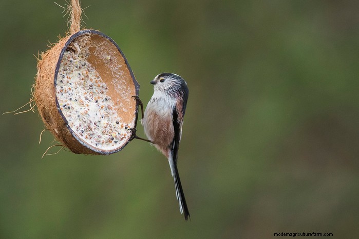 Big Garden Birdwatch 2026: Common Birds & How to Participate