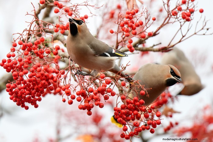 Big Garden Birdwatch 2026: Common Birds & How to Participate