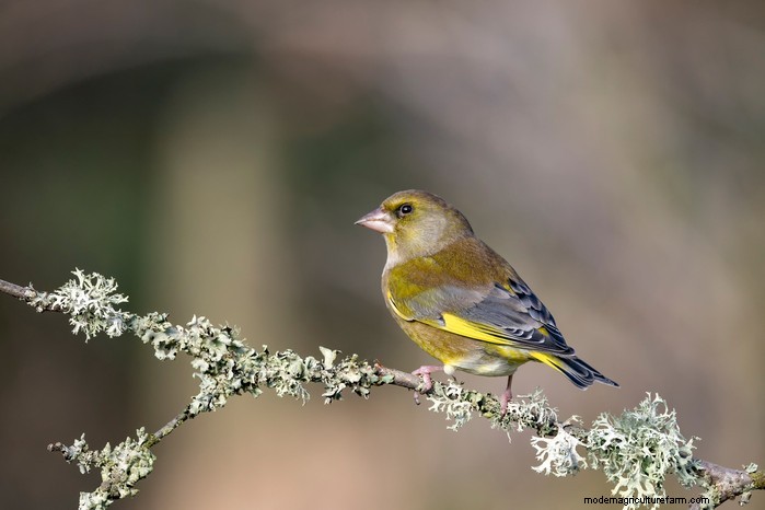 Big Garden Birdwatch 2026: Common Birds & How to Participate