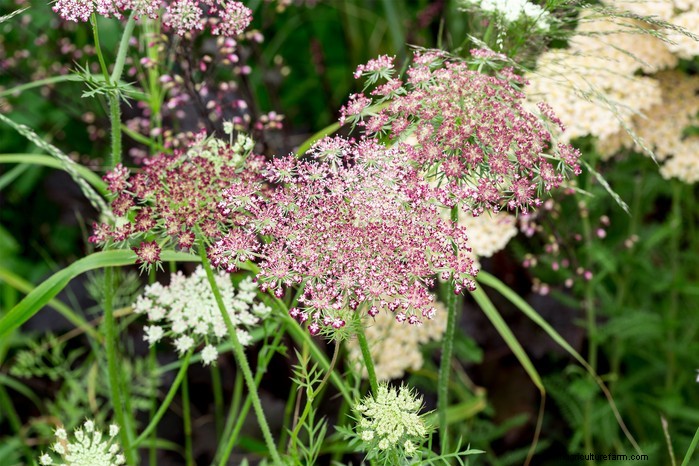 Growing Wild Carrots: A Guide to Attracting Pollinators & Adding Beauty