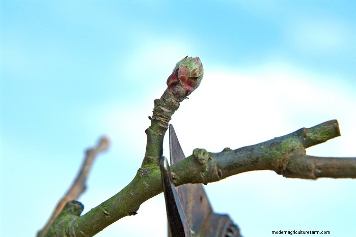 January Pruning Guide: 6 Plants for Winter Care & Health