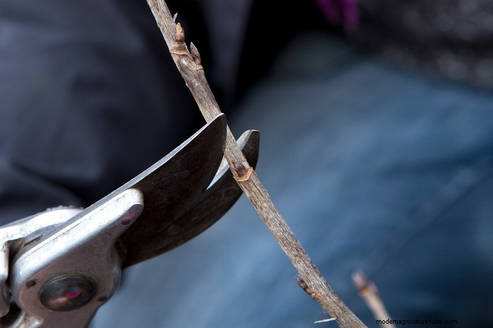 January Pruning Guide: 6 Plants for Winter Care & Health
