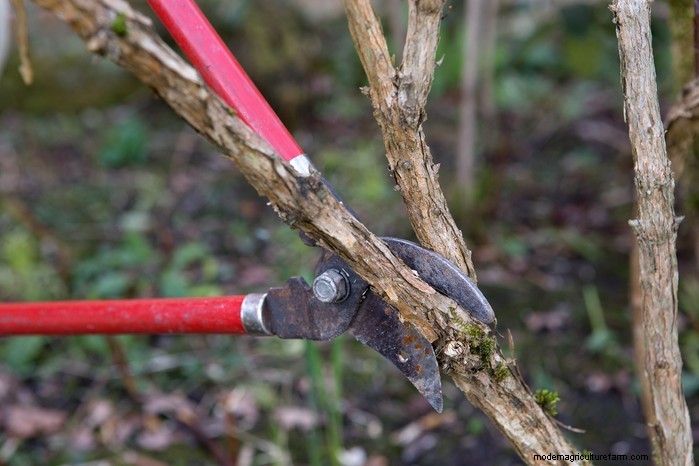 January Pruning Guide: 6 Plants for Winter Care & Health