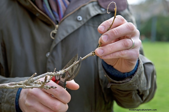 January Pruning Guide: 6 Plants for Winter Care & Health
