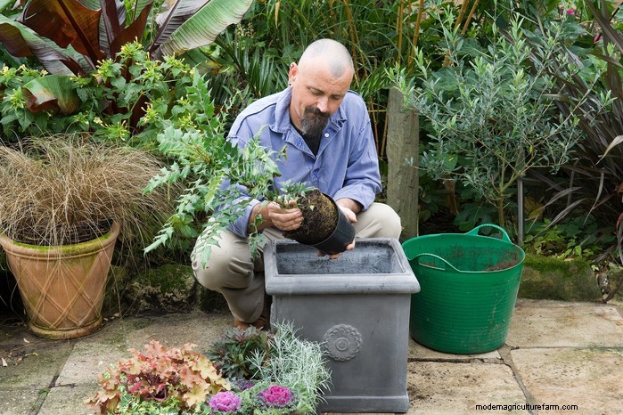 Growing Mahonias: A Guide to Shade-Loving Evergreen Shrubs