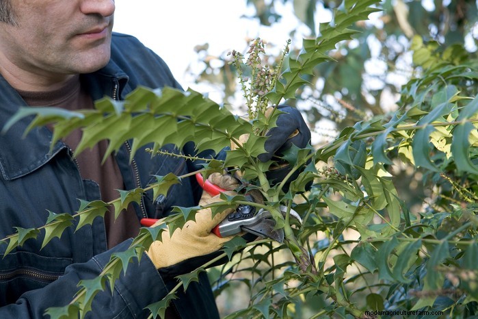 Growing Mahonias: A Guide to Shade-Loving Evergreen Shrubs