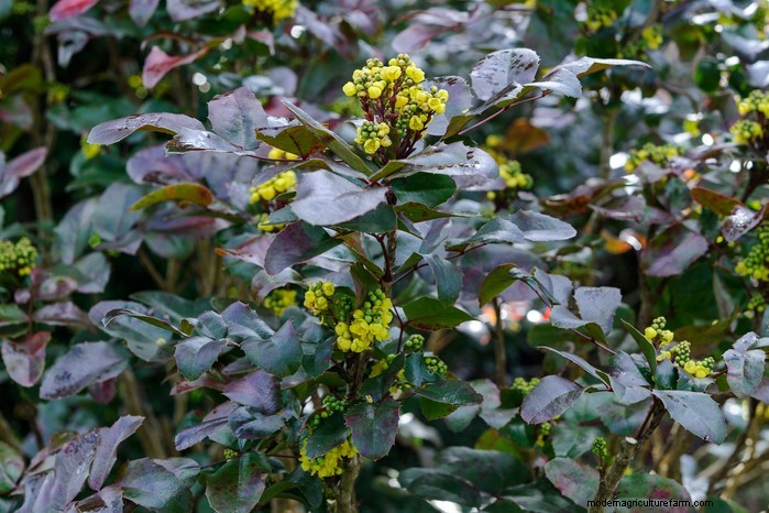 Growing Mahonias: A Guide to Shade-Loving Evergreen Shrubs