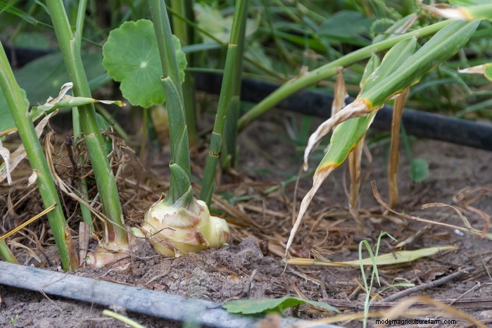 Growing Ginger: A Complete Guide for UK Gardeners