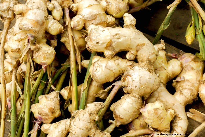 Growing Ginger: A Complete Guide for UK Gardeners