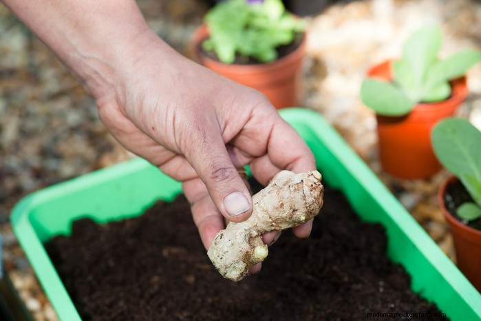 Growing Ginger: A Complete Guide for UK Gardeners