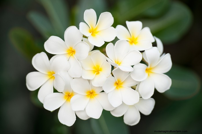 Plumeria (Frangipani) Growing Guide: Care & Cultivation