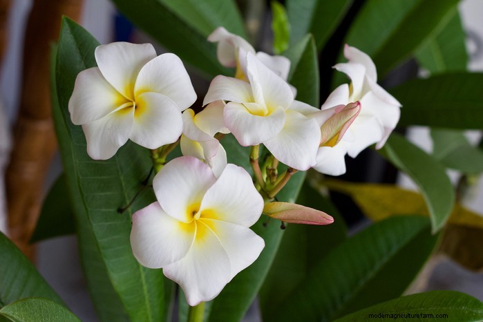 Plumeria (Frangipani) Growing Guide: Care & Cultivation