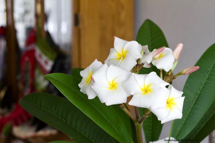 Plumeria (Frangipani) Growing Guide: Care & Cultivation
