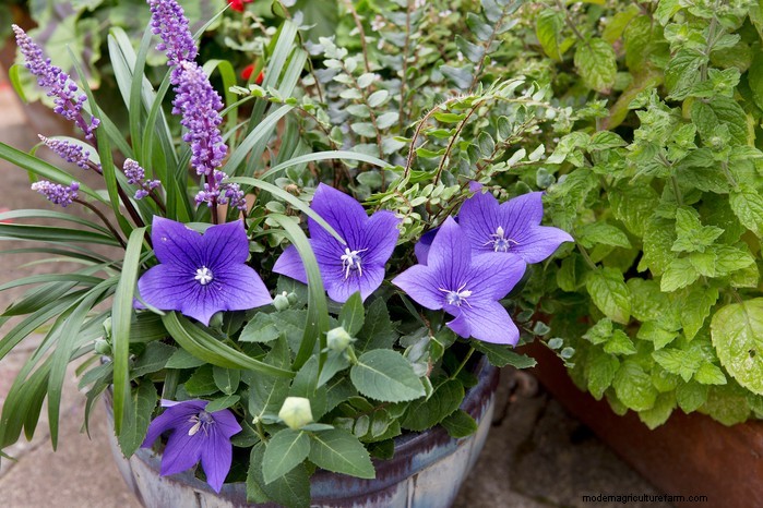 Growing Platycodon (Balloon Flower): A Comprehensive Guide