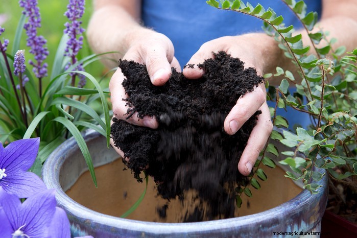 Growing Platycodon (Balloon Flower): A Comprehensive Guide