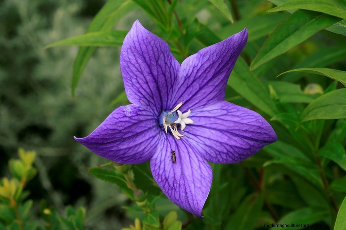 Growing Platycodon (Balloon Flower): A Comprehensive Guide