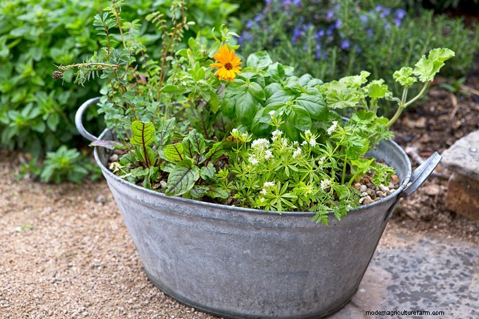 Sweet Woodruff: Growing & Caring for This Fragrant Groundcover