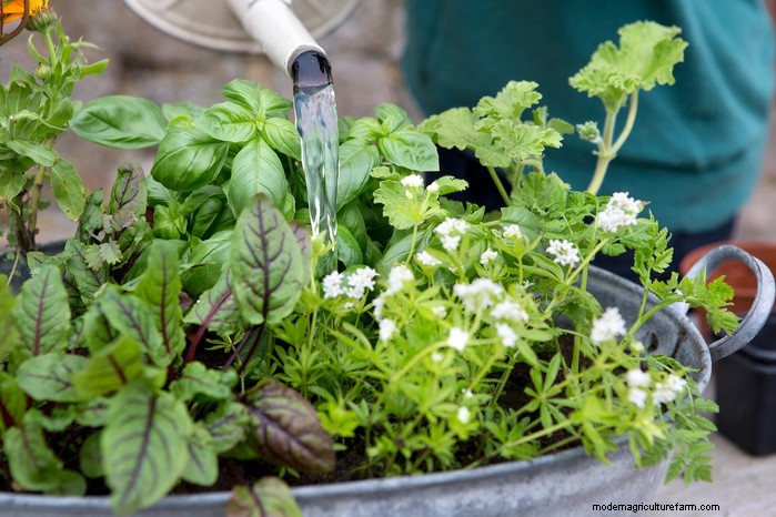 Sweet Woodruff: Growing & Caring for This Fragrant Groundcover