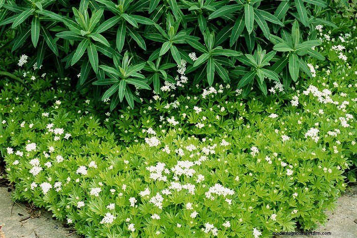 Sweet Woodruff: Growing & Caring for This Fragrant Groundcover