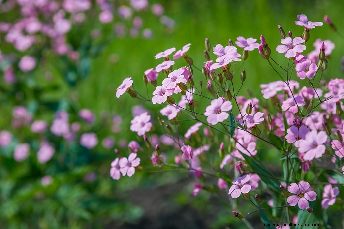 Growing Baby s Breath (Gypsophila): A Complete Guide