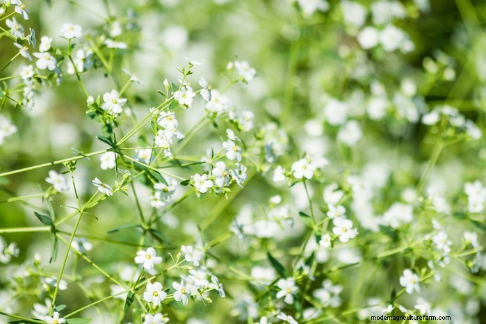 Growing Baby s Breath (Gypsophila): A Complete Guide