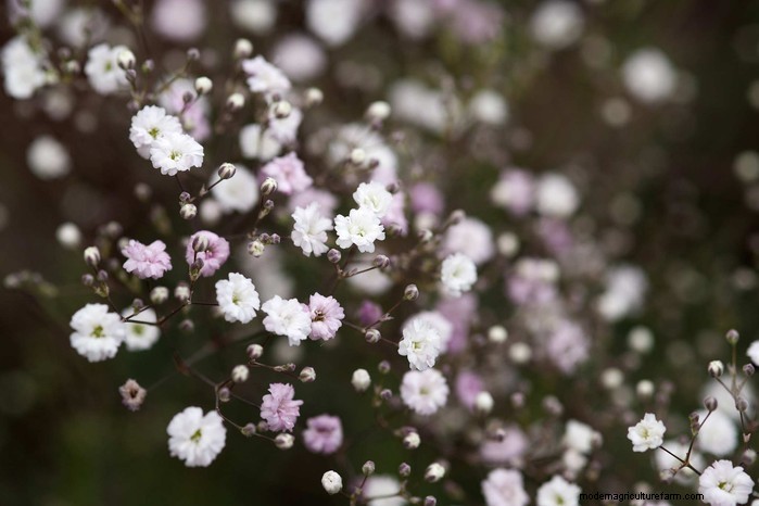 Growing Baby s Breath (Gypsophila): A Complete Guide