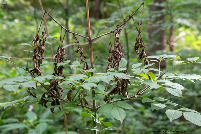 Ash Dieback: Identification, Control & Resistance - A Comprehensive Guide