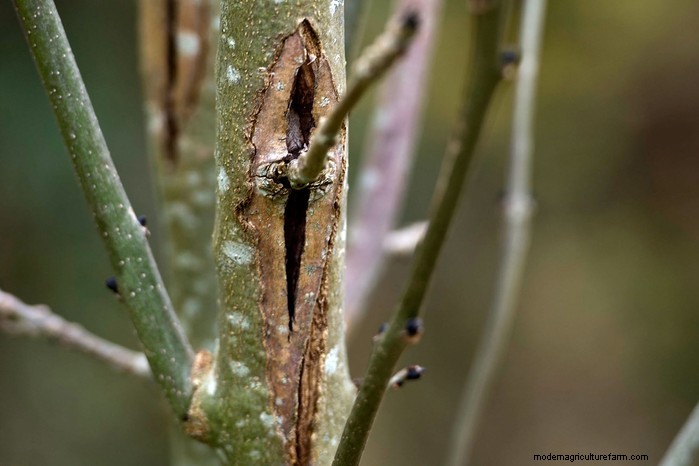 Ash Dieback: Identification, Control & Resistance - A Comprehensive Guide