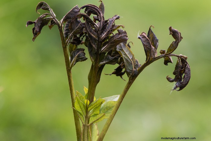 Ash Dieback: Identification, Control & Resistance - A Comprehensive Guide