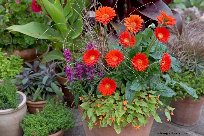 Angelonia: Growing Guide for Vibrant Summer Blooms