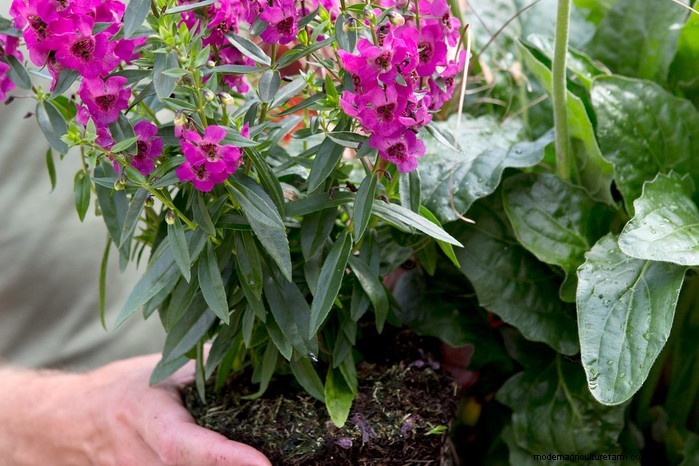 Angelonia: Growing Guide for Vibrant Summer Blooms
