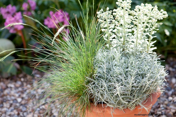 Growing Curry Plant (Helichrysum italicum): Care & Cultivation