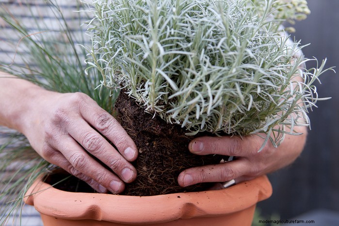 Growing Curry Plant (Helichrysum italicum): Care & Cultivation