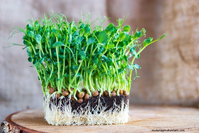 Grow Pea Shoots: A Complete Guide for Beginners