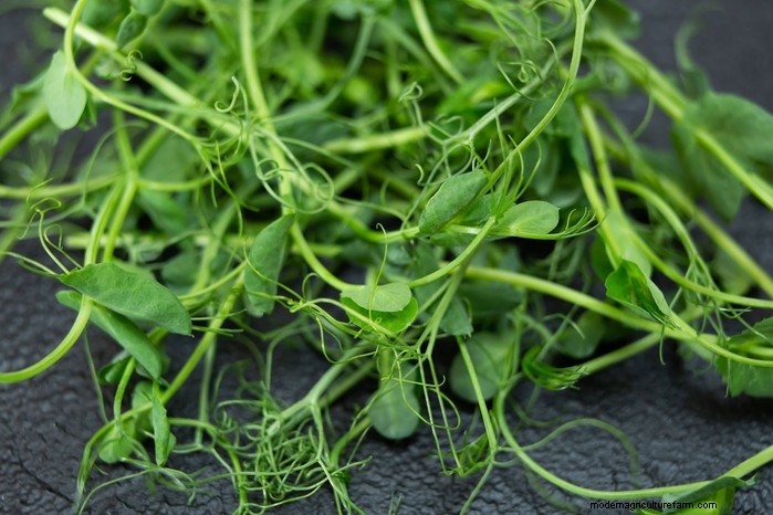 Grow Pea Shoots: A Complete Guide for Beginners