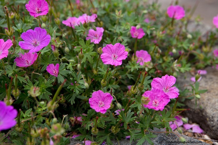 Growing Hardy Geraniums: A Complete Guide for Vibrant Blooms