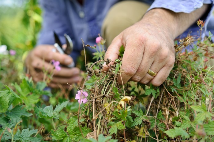 Growing Hardy Geraniums: A Complete Guide for Vibrant Blooms