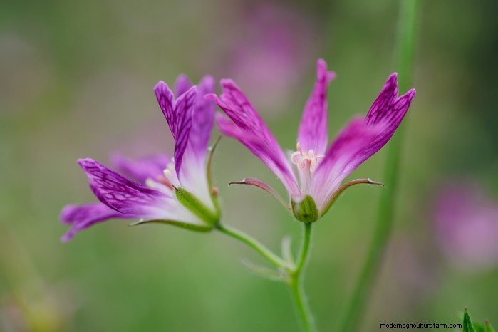 Growing Hardy Geraniums: A Complete Guide for Vibrant Blooms