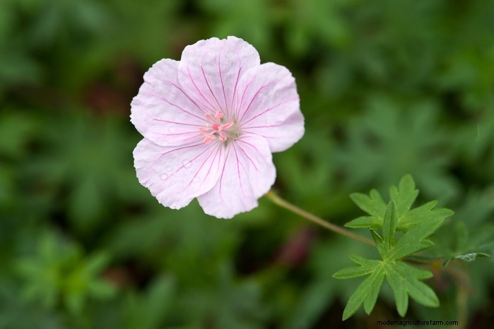 Growing Hardy Geraniums: A Complete Guide for Vibrant Blooms
