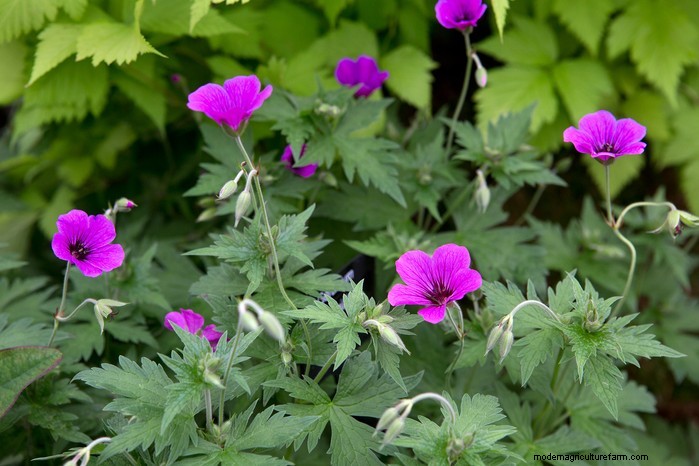 Growing Hardy Geraniums: A Complete Guide for Vibrant Blooms